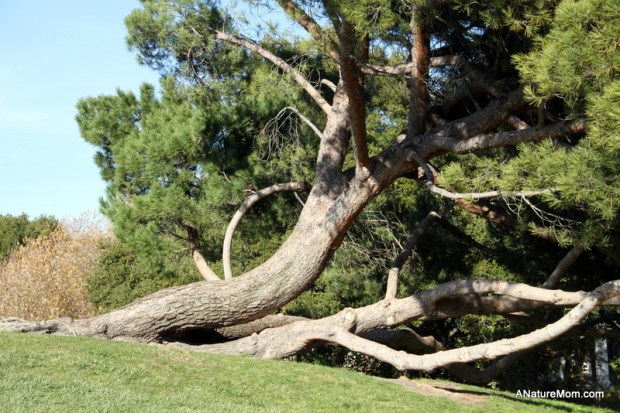 Shannon Park Play 021