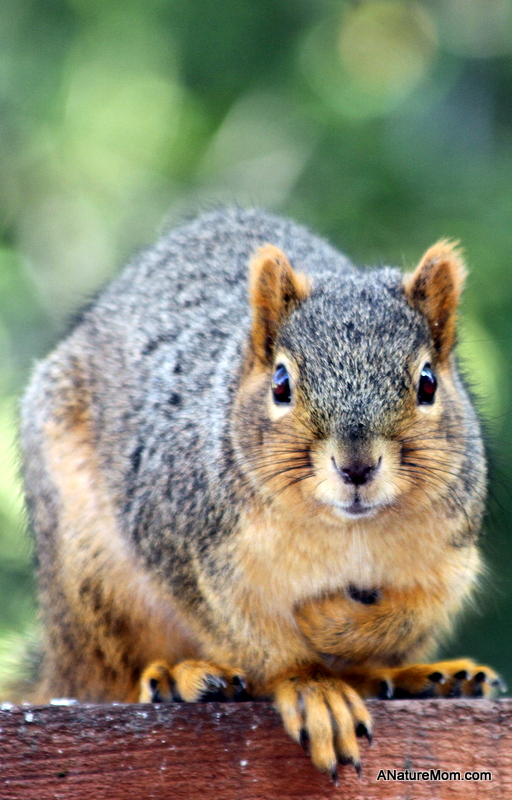 Squirrel 010