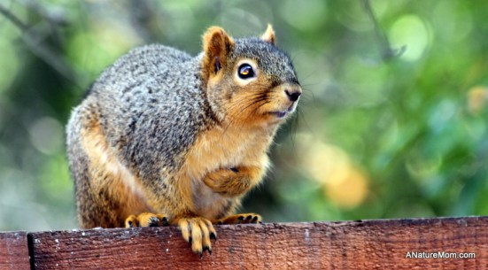 Squirrel 011