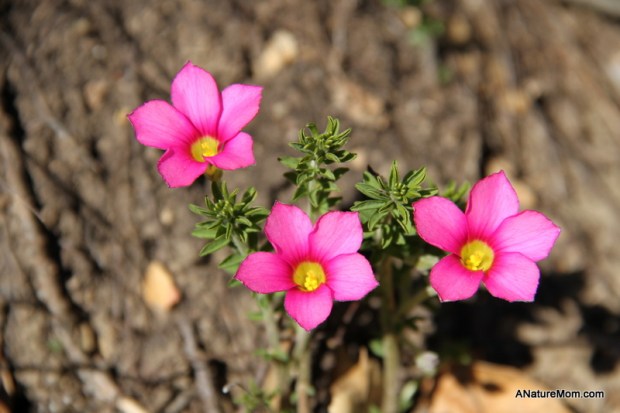 UC Berkeley Botanic Gardens 021