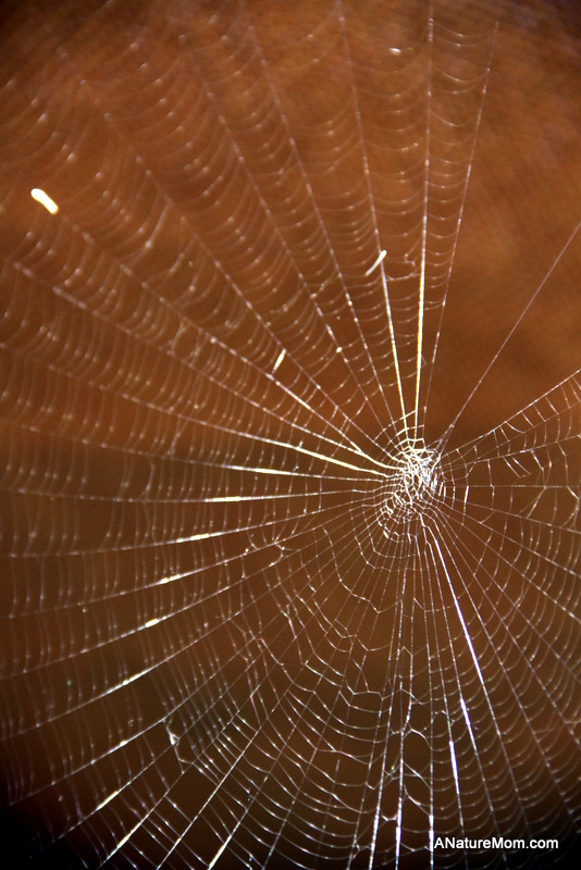 UC Berkeley Botanic Gardens 059