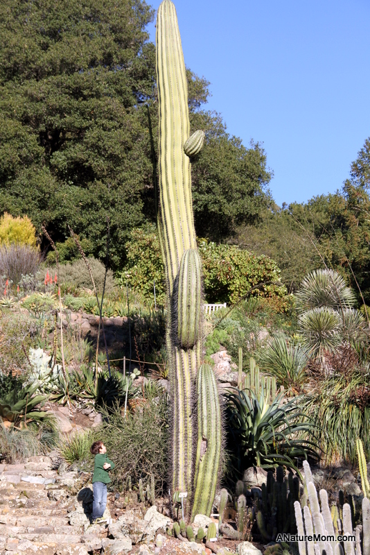 UC Berkeley Botanic Gardens 111