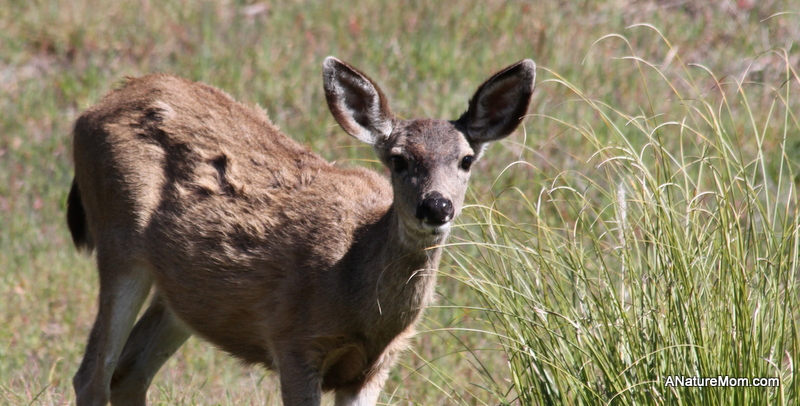 Deer 004
