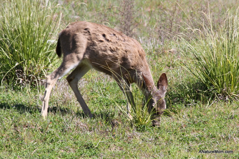 Deer 016
