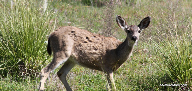 Deer 018
