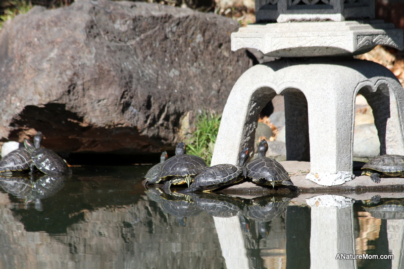 Hayward Japanese Gardens 005