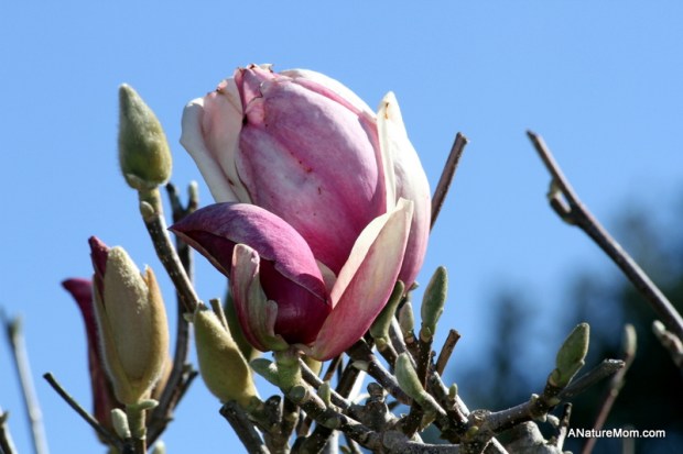 Hayward Japanese Gardens 010