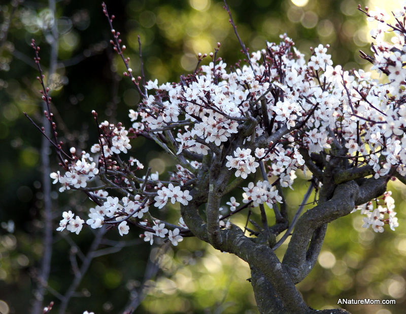 Hayward Japanese Gardens 011