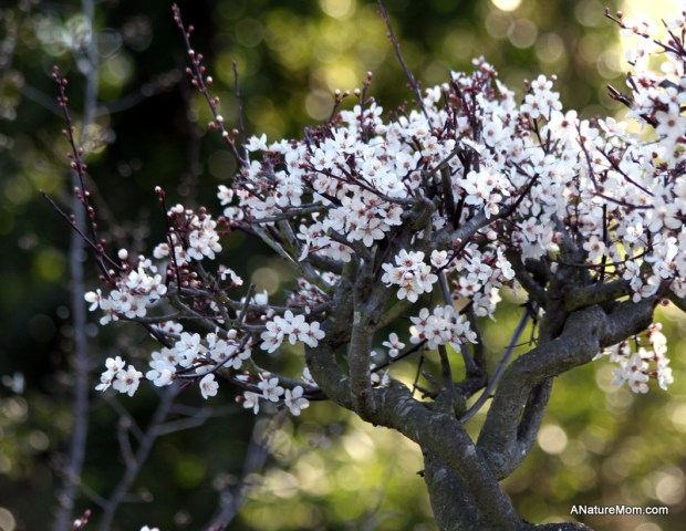 Hayward Japanese Gardens 011