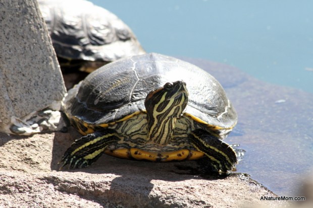 Hayward Japanese Gardens 014