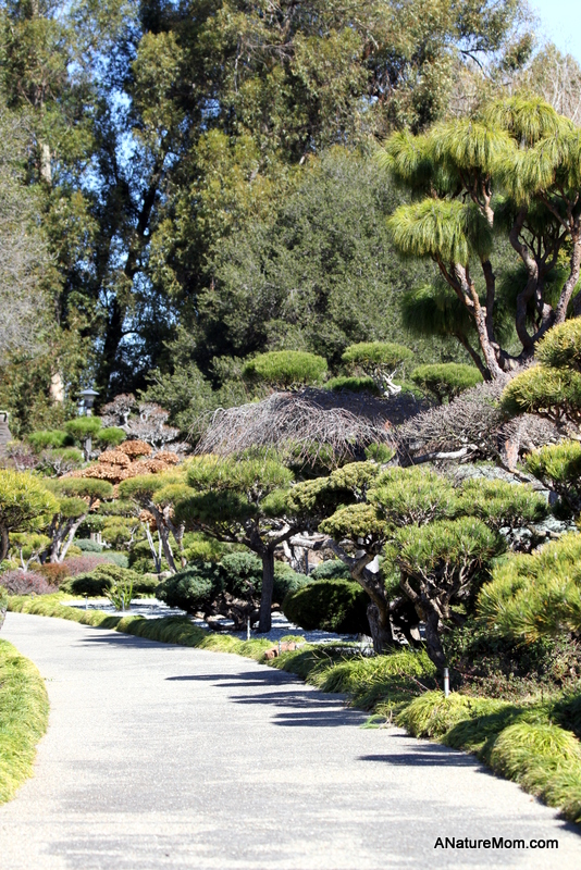 Hayward Japanese Gardens 036