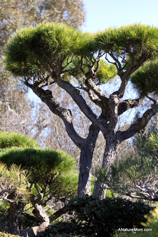 Hayward Japanese Gardens 039