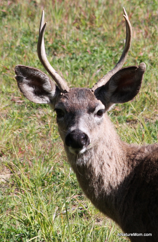 Male Deer 005