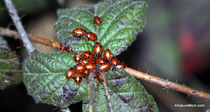 Redwood Ladybugs 012
