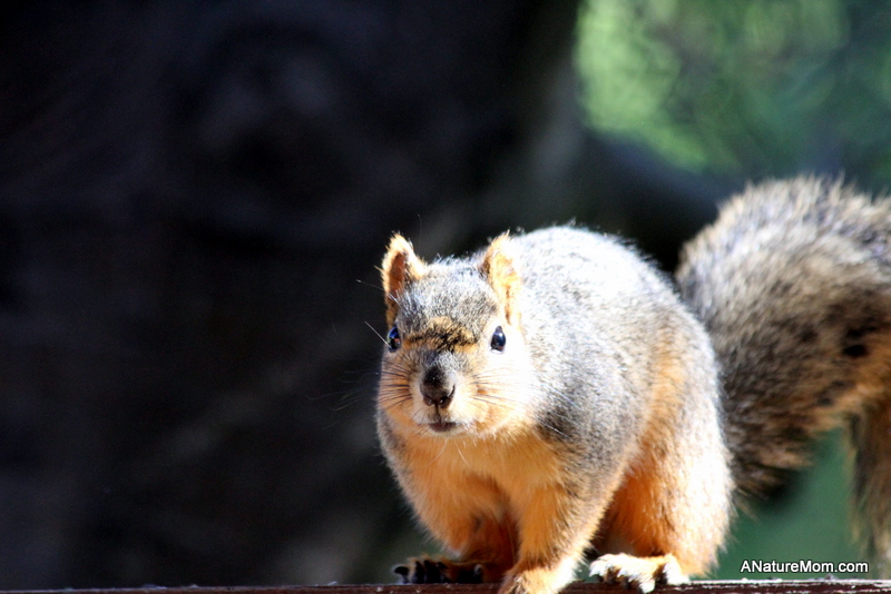 Squirrel 004