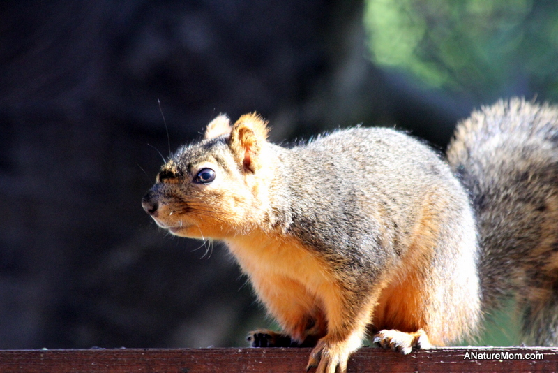 Squirrel 007