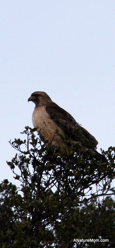 Hawk 007