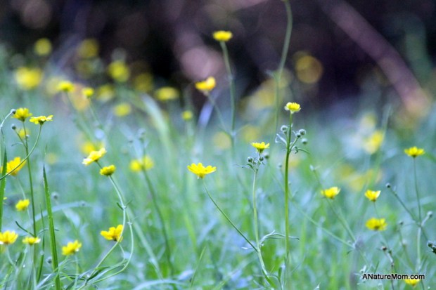 Martin Canyon Creek 004