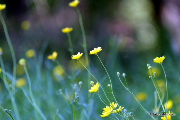 Martin Canyon Creek 005