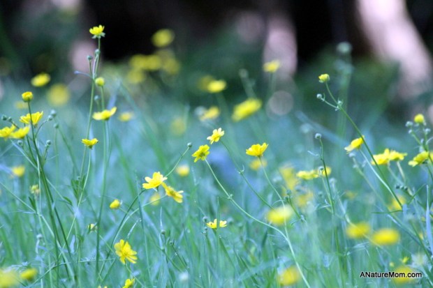 Martin Canyon Creek 007