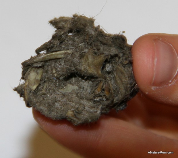 Owl Pellets 010