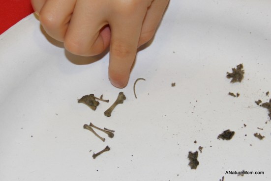 Owl Pellets 015