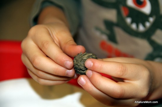 Owl Pellets 016
