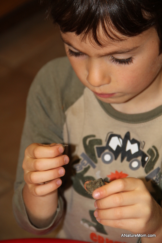 Owl Pellets 019
