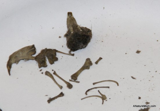 Owl Pellets 027