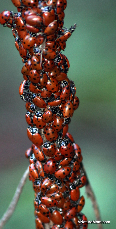 Redwood Ladybugs 020