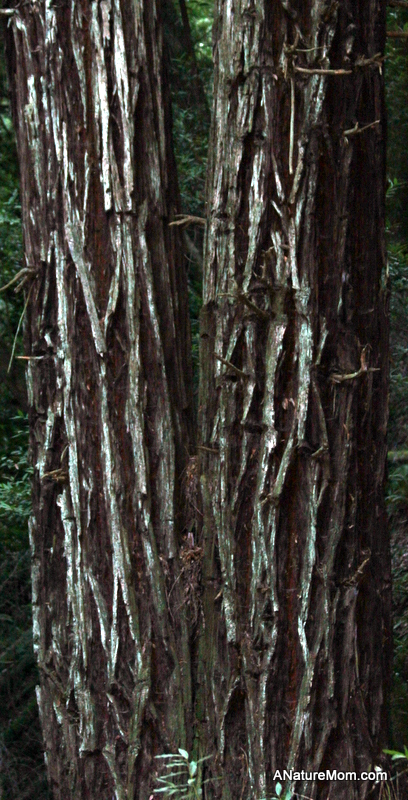 Redwood Ladybugs 025