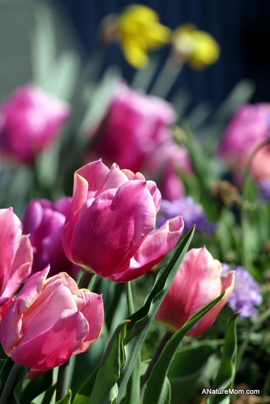 School Flowers 001