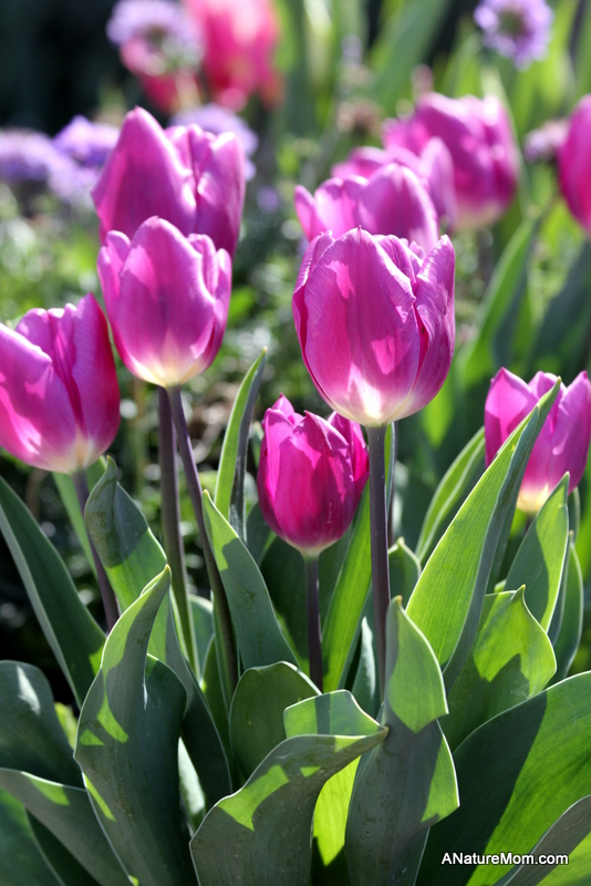 School Flowers 025