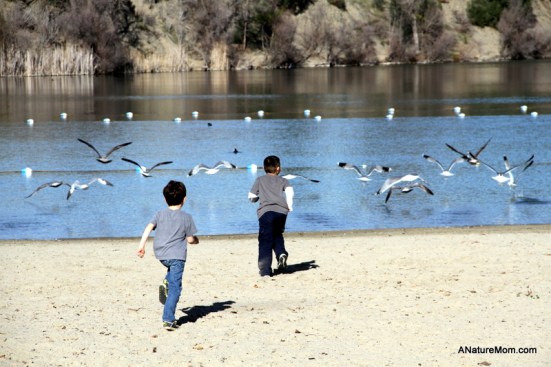 Shadow Cliffs Trout Release 003