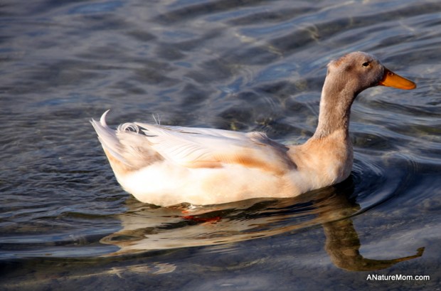 Shadow Cliffs Trout Release 028