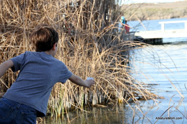 Shadow Cliffs Trout Release 052