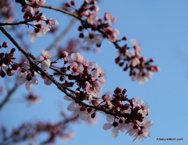 Shadow Cliffs Trout Release 066