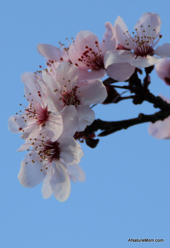 Blossoms