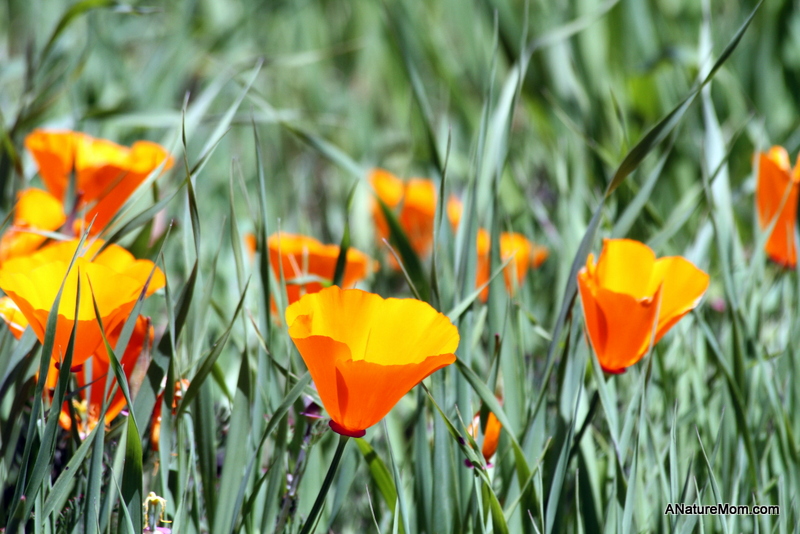 Signs of Spring Walk 021