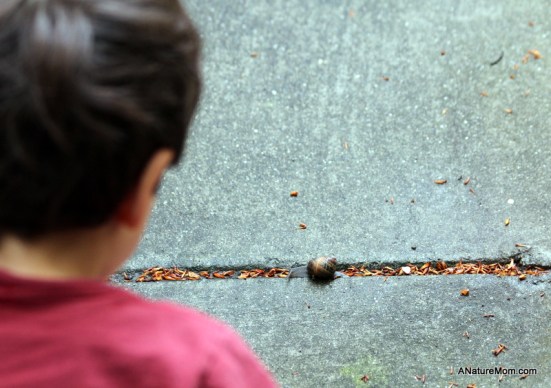 Snail 004