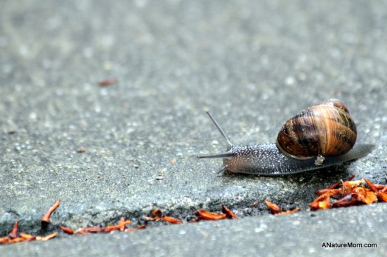 Snail 009