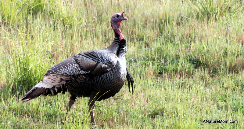 Turkeys 007