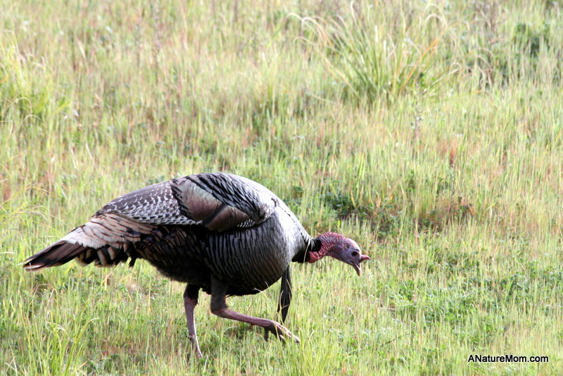 Turkeys 008
