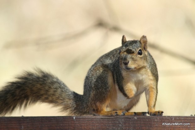 Backyard Squirrel 001