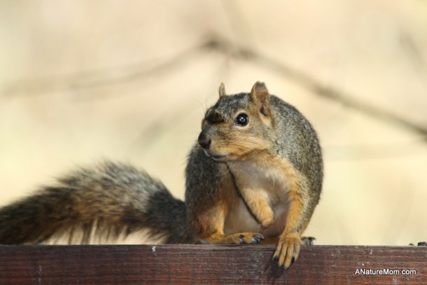 Backyard Squirrel 002