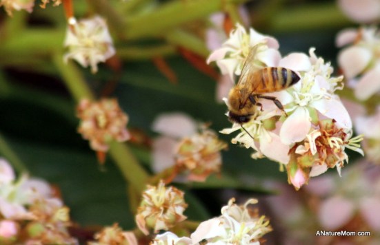 Bees 003