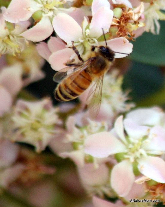 Bees 006