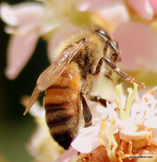 Bees 011-001