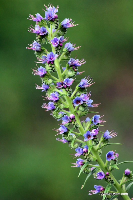 Blake Garden 042