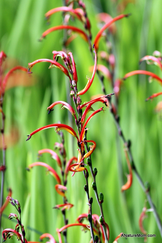 Blake Garden 057